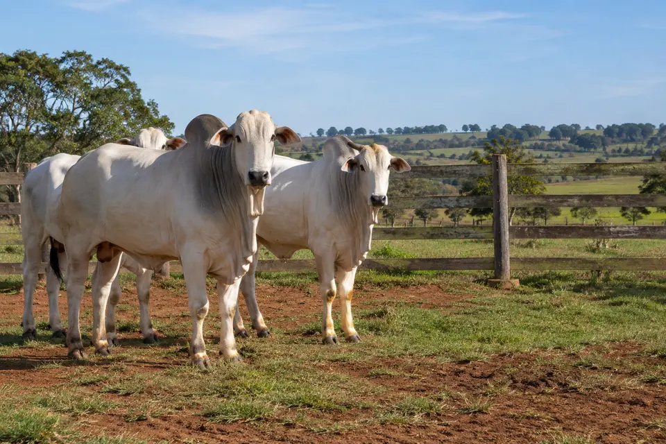Bovinos brancos de raça zebuína em um curral com cerca de madeira