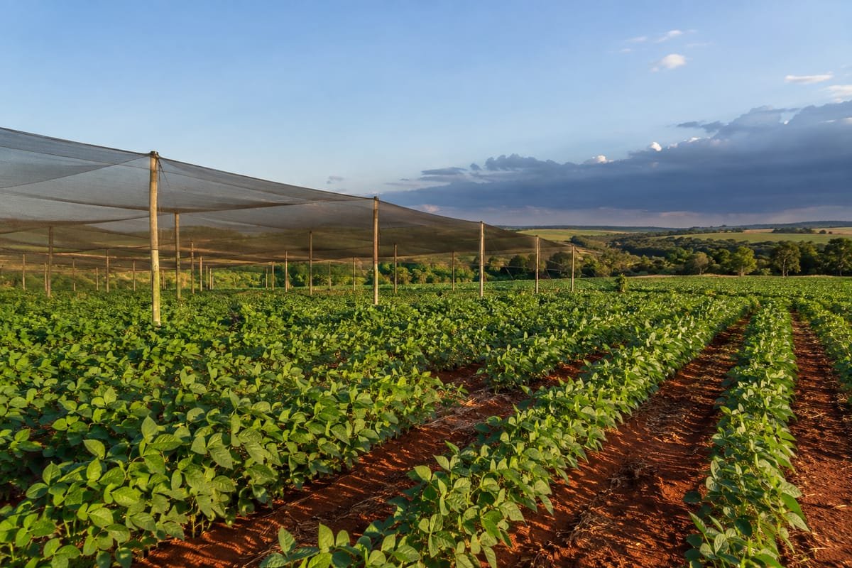 Lavoura de soja verde em fileiras, com uma estrutura de tela sustentada por postes e nuvens escuras ao fundo
